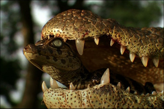 Illustration for article titled Sunday Crocodilian - Caiman latirostris Edition